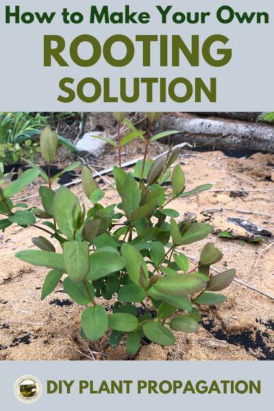 Rooting solution used on a now growing healthy berry bush.