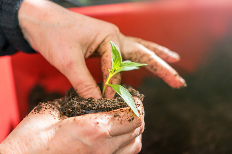 Rooting hormone on end of plant cutting being placed in soil.