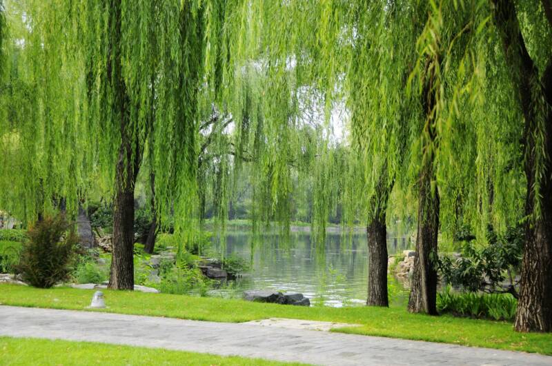A weeping willow tree growing by a pond.