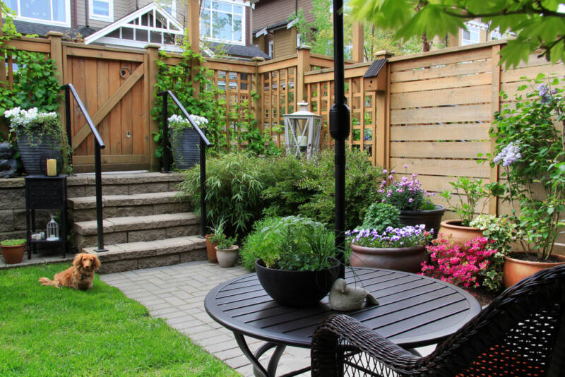 A small dog sitting in a lush green lawn in a small modern backyard.