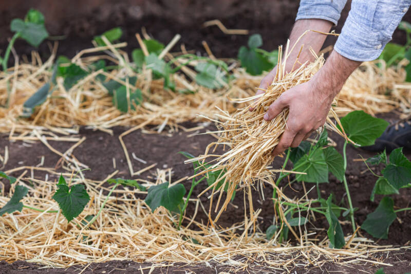 Two hands setting down straw in a garden as mulch.