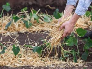 Laying straw mulch around bean plants to conserve and reduce water usage.