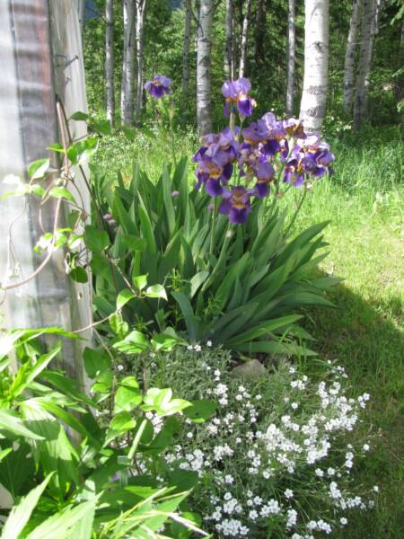 Perennial garden in bloom with water saving mulch.