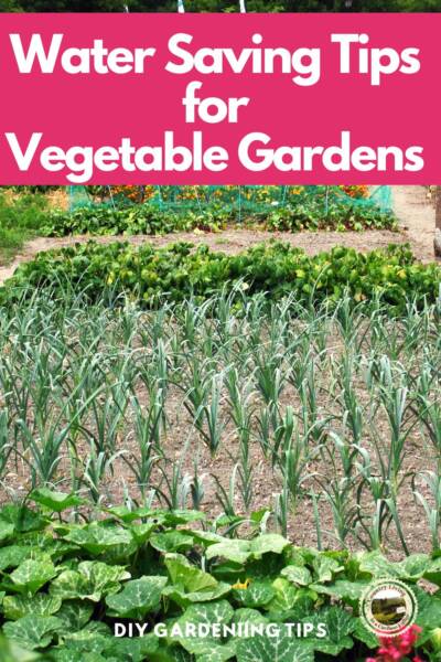 A growing vegetable garden with water saving soaker hoses.