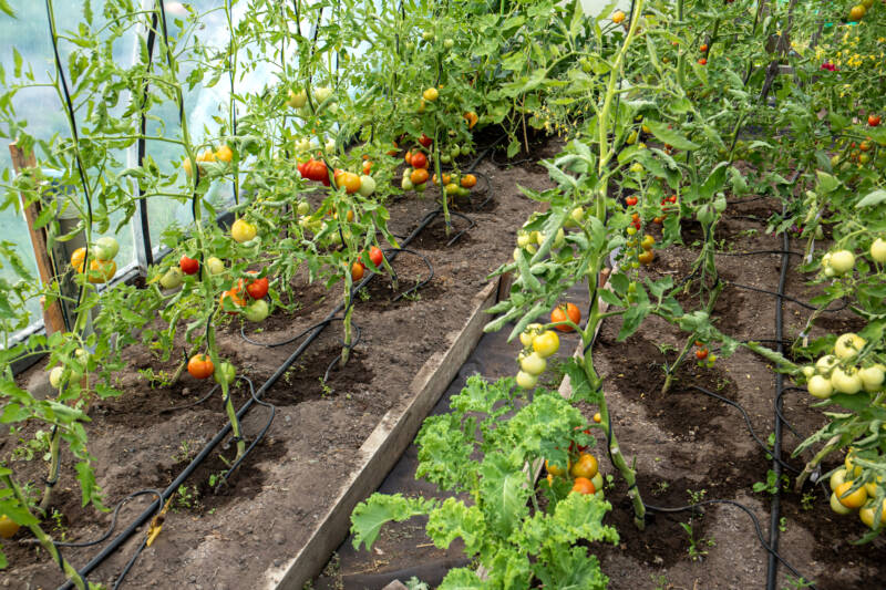 Several rows of tomatoes frowing in a greenhouse with soaker hoses running along each row.