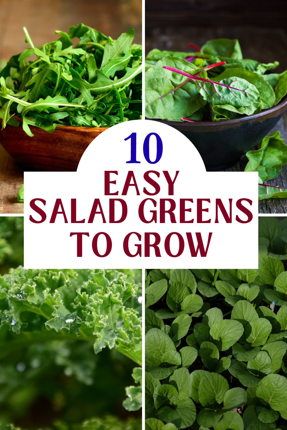Variety of salad greens with text saying 10 Easy Salad Greens to Grow