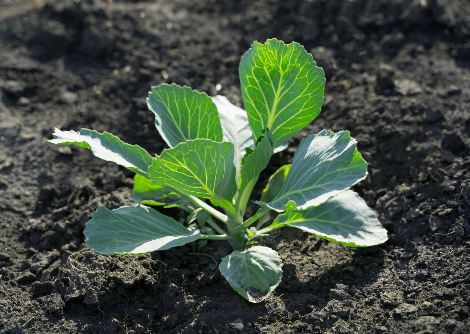 Healthy Brussel Sprout transplant just planted in garden.