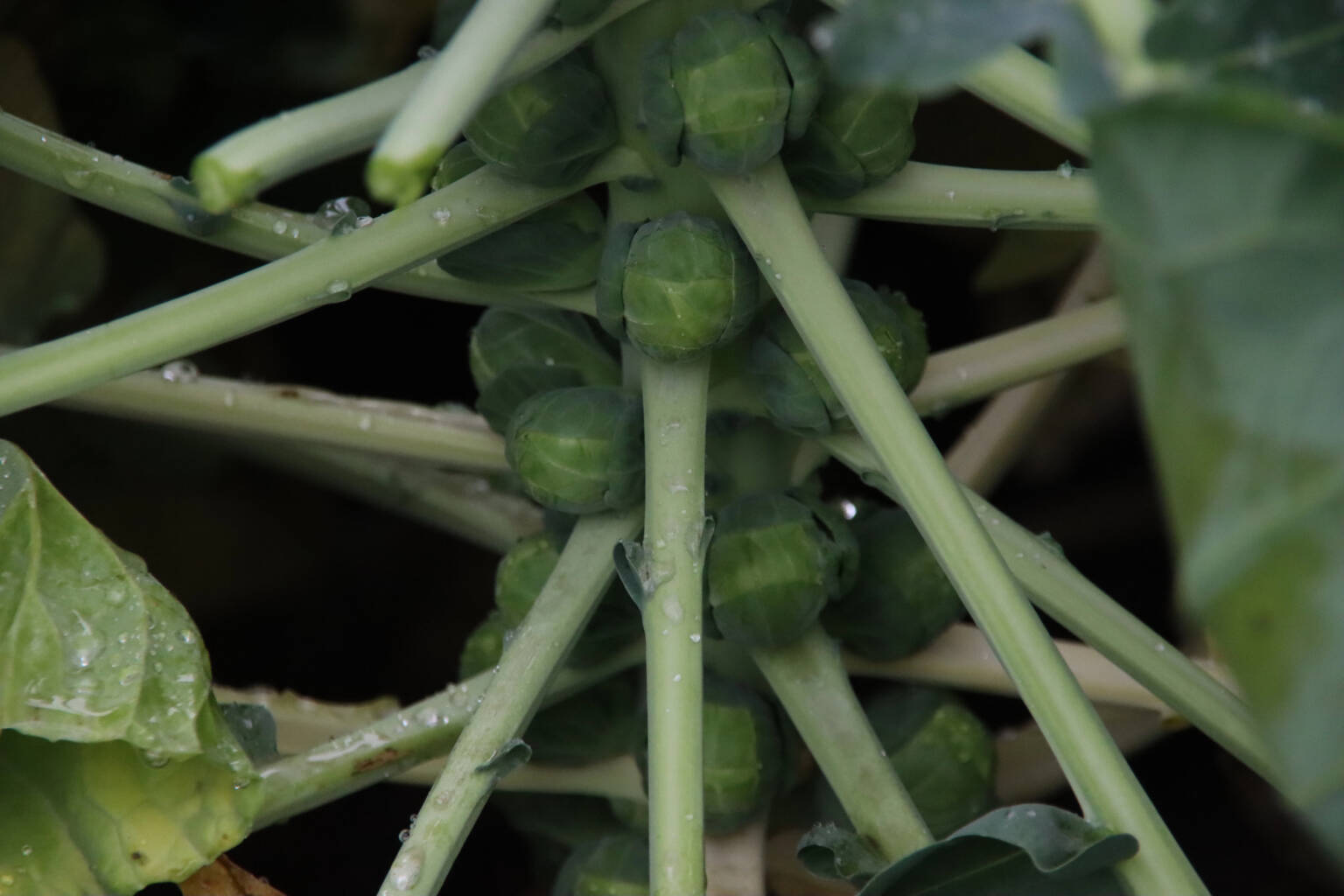 Brussel sprout plant with some leaves removed.
