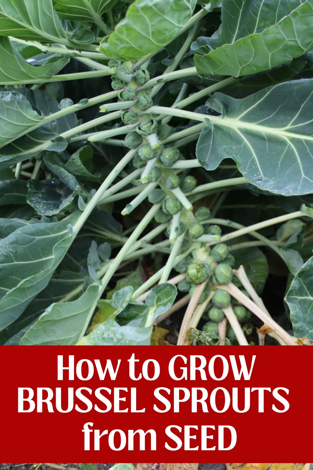 A Brussel Sprout plant growing in the garden.