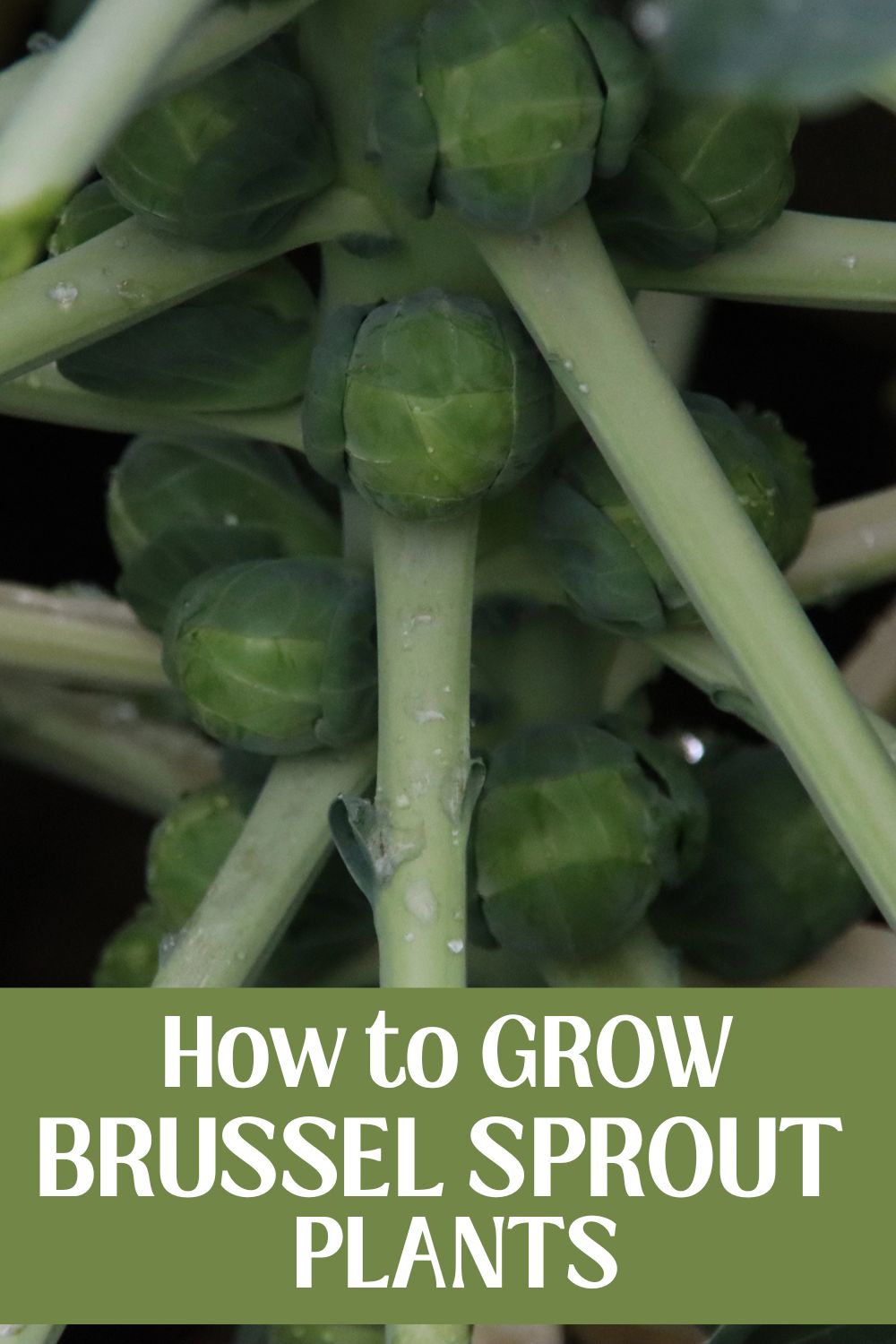 Brussel Sprout plants growing in garden, almost ready to harvest.