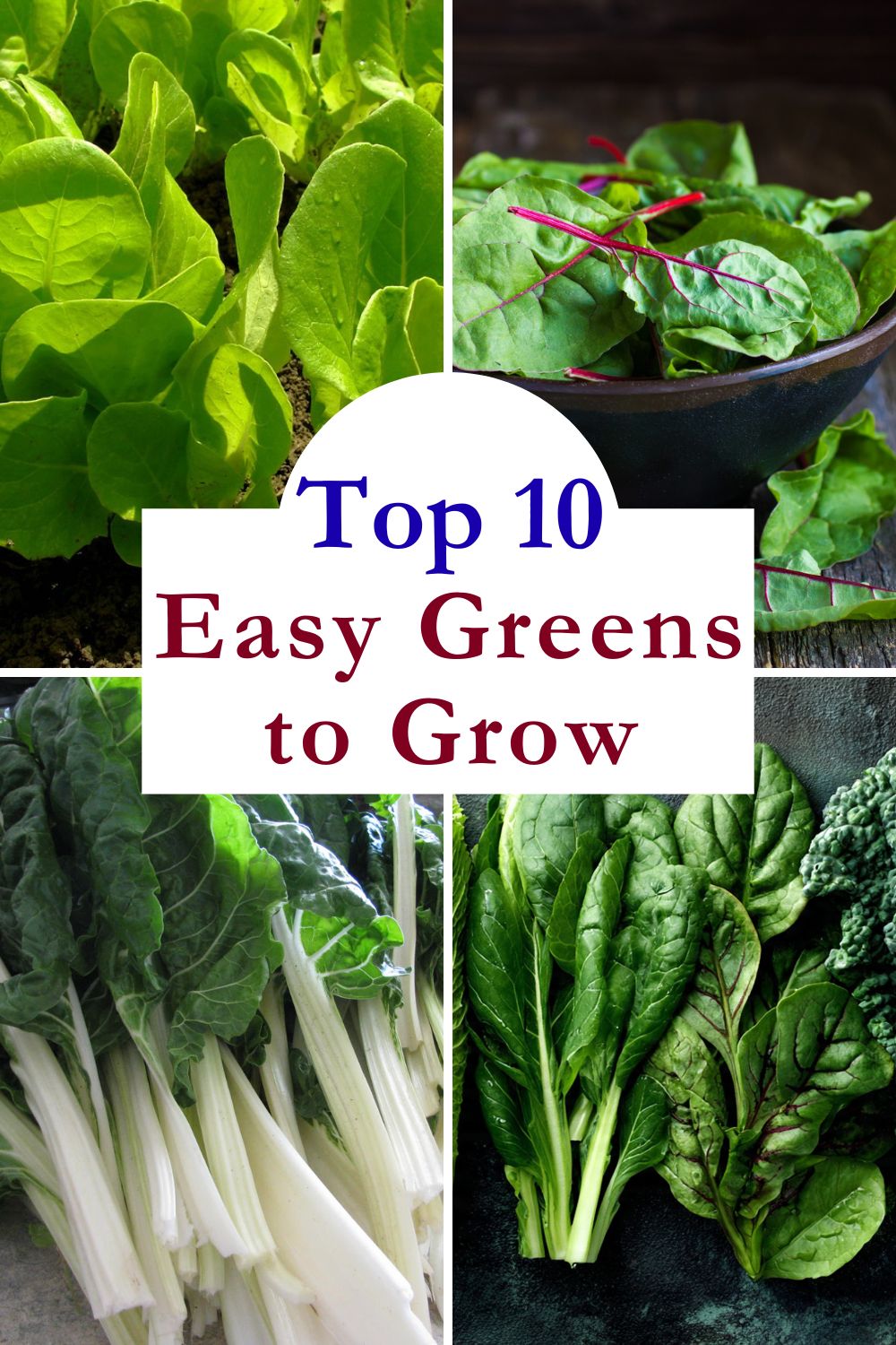 Lettuce, beet greens, chard and spinach with text reading Top 10 Easy Greens to Grow.