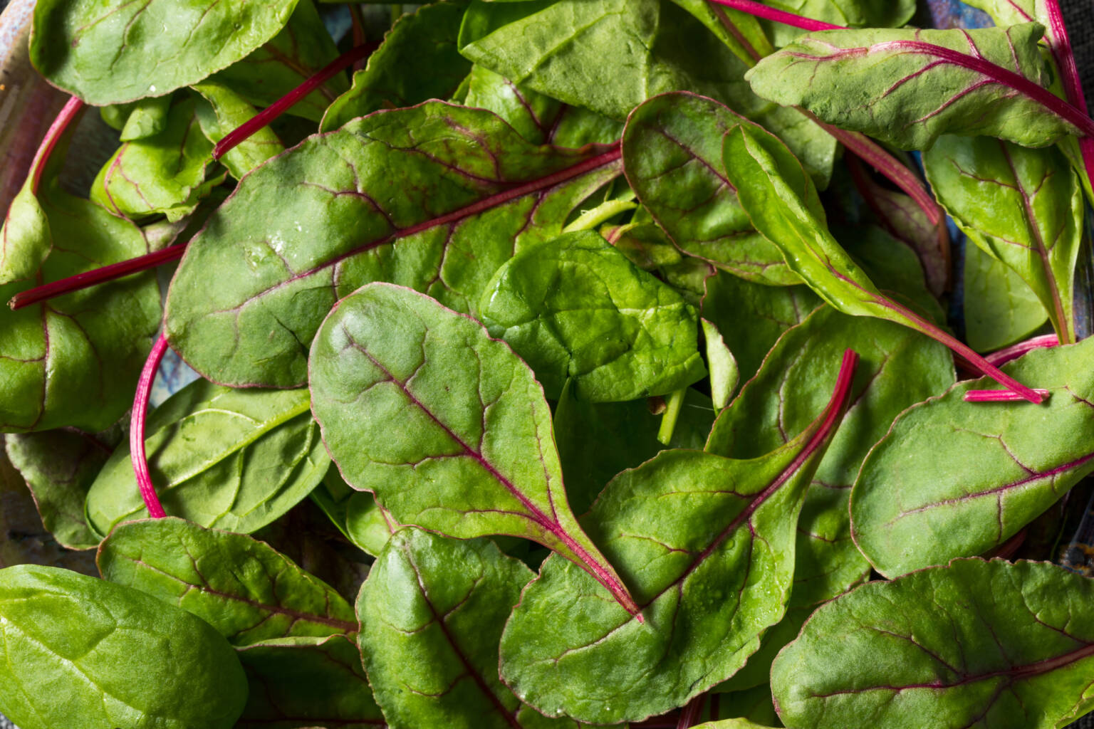 baby beet greens picked for salad
